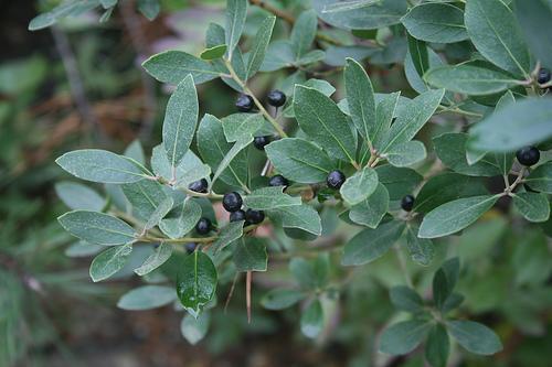 Fruits