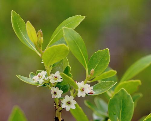 Ilex glabra Flowers