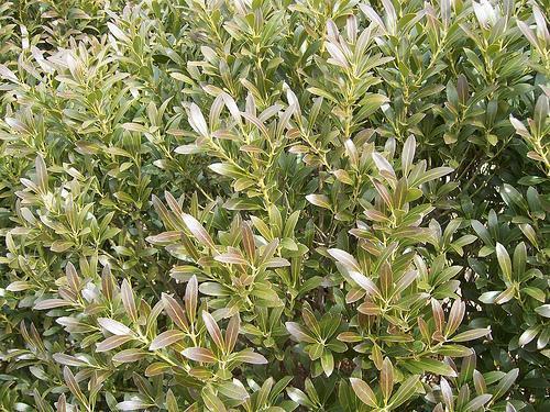 Leaves