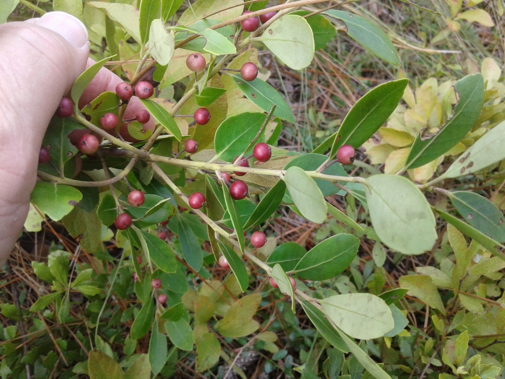 In September, the unripe fruit has a nice wine-red color.