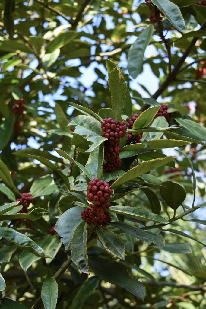 'Snow Flash' Berries/Leaves - February - Wake Co., NC