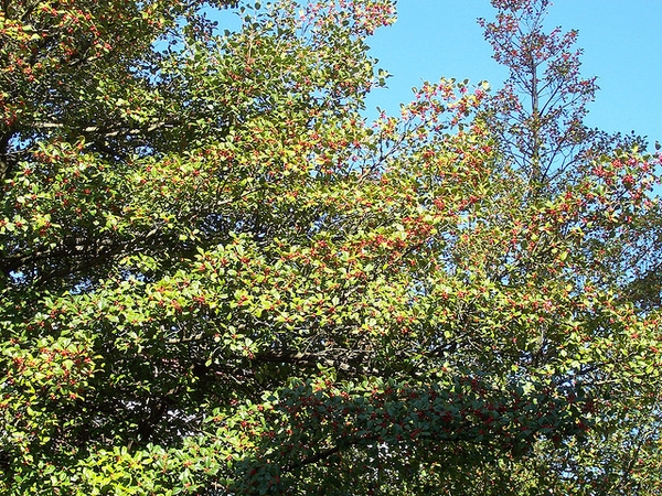 Ilex opaca