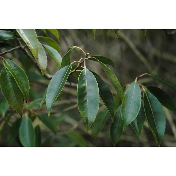 Broad, spinless, green leaves.