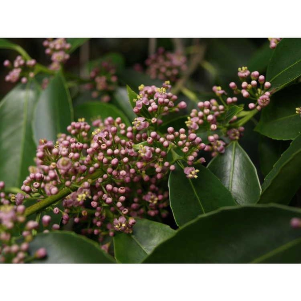 Clusters of small, purple-pink flowers.