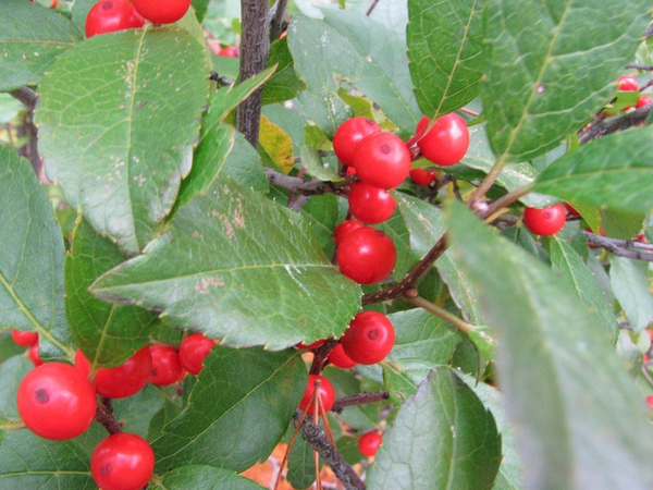 Ilex verticillata 