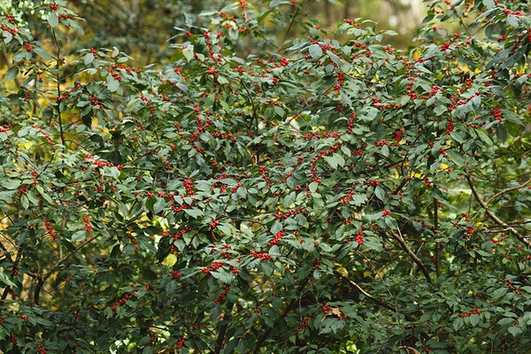 Ilex verticillata