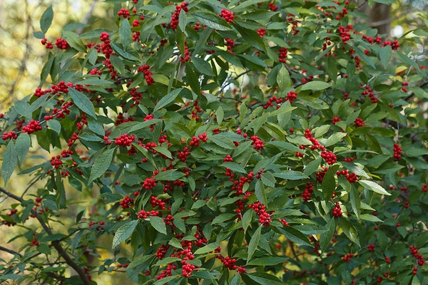Ilex verticillata 'Bright Horizon'
