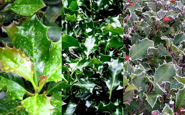 Ilex x meserveae