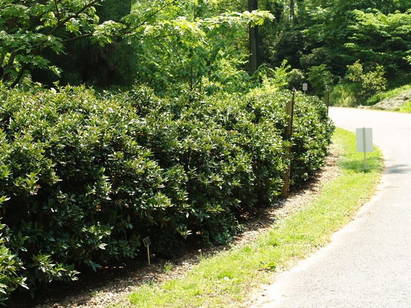 Ilex Cornuta 'Carissa'