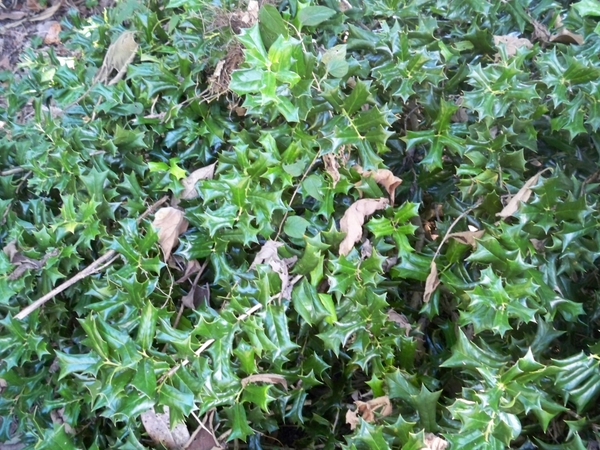 Ilex Cornuta 'Rotunda'