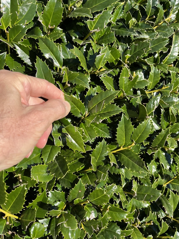 close-up on shiny, spiny leaves. A hand provides scale.