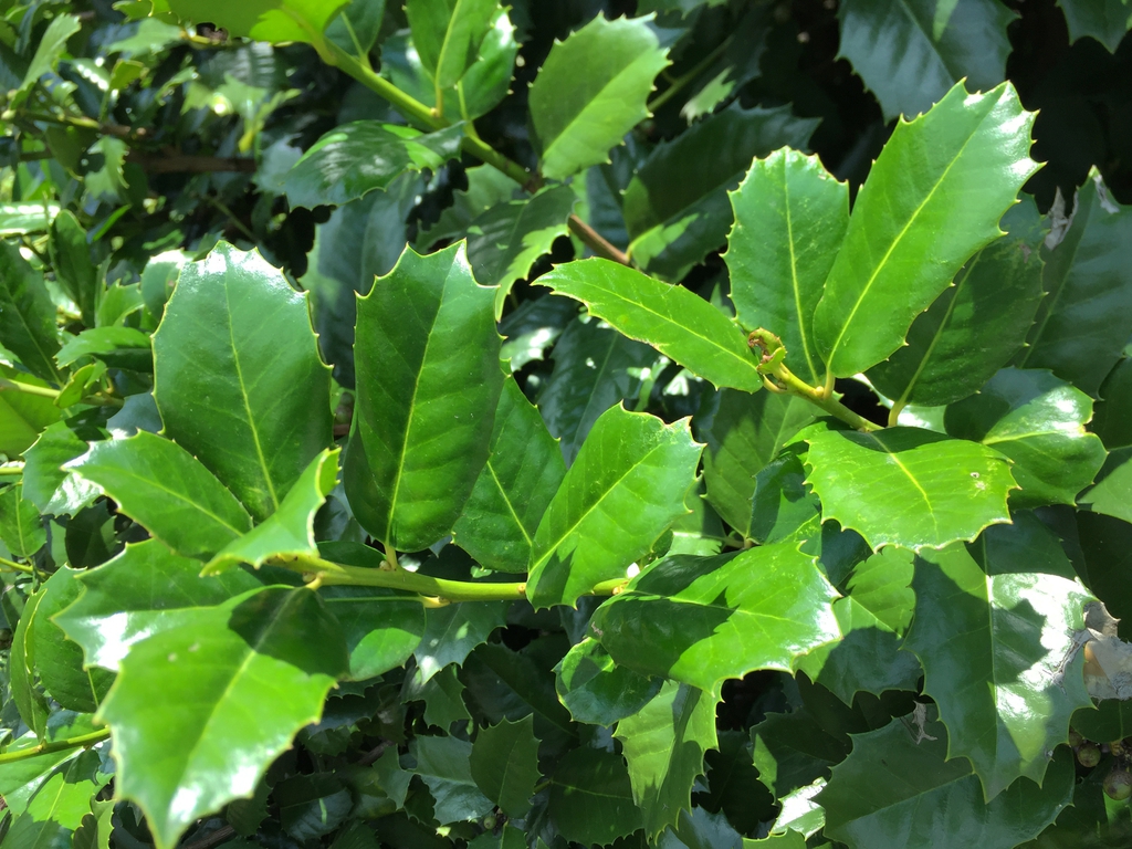 Leaf close-up
