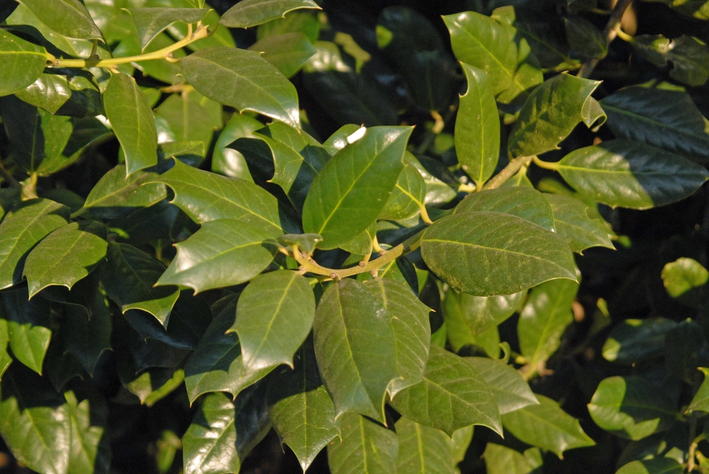 Firm, spined leaves lining a twig