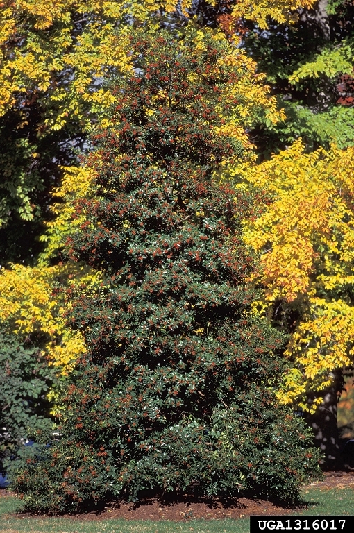 Pyramidal tree with red fruits.