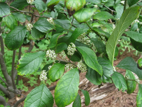 Ilex verticillata 