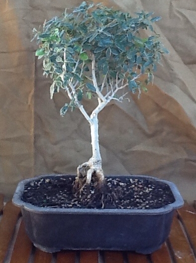 Ilex vomitoria 'Nana'