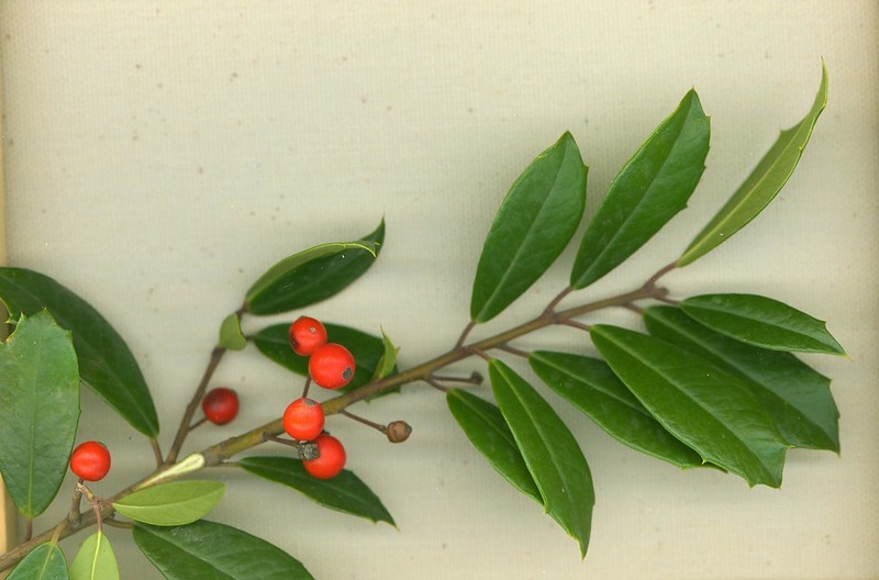 branch with spiny green leaves and small red berries.