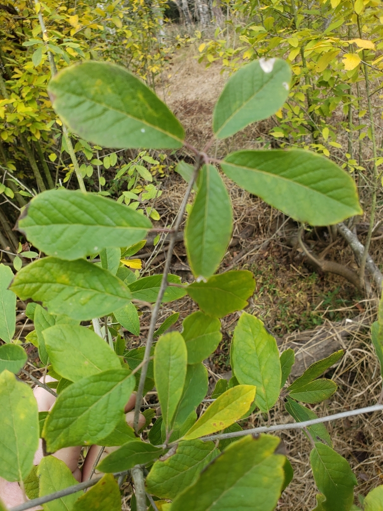 Leaves