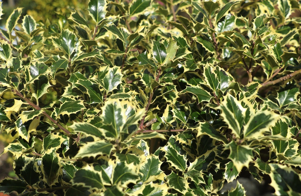 Leaves