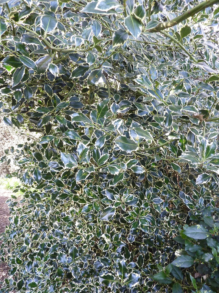 Form
