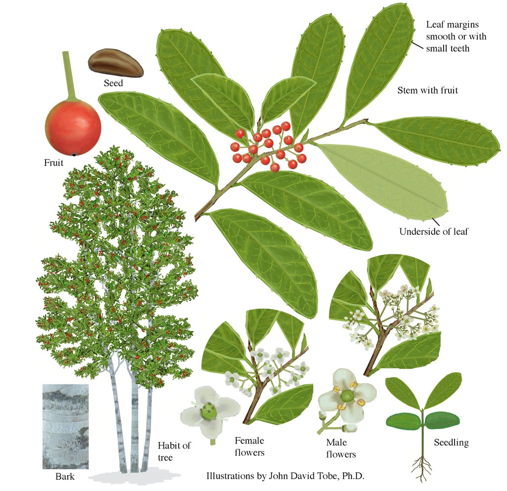 Color illustrations of the technical details of this species.