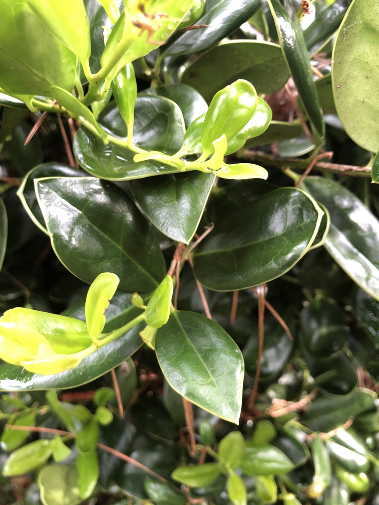 Leaves - Wake Co., NC