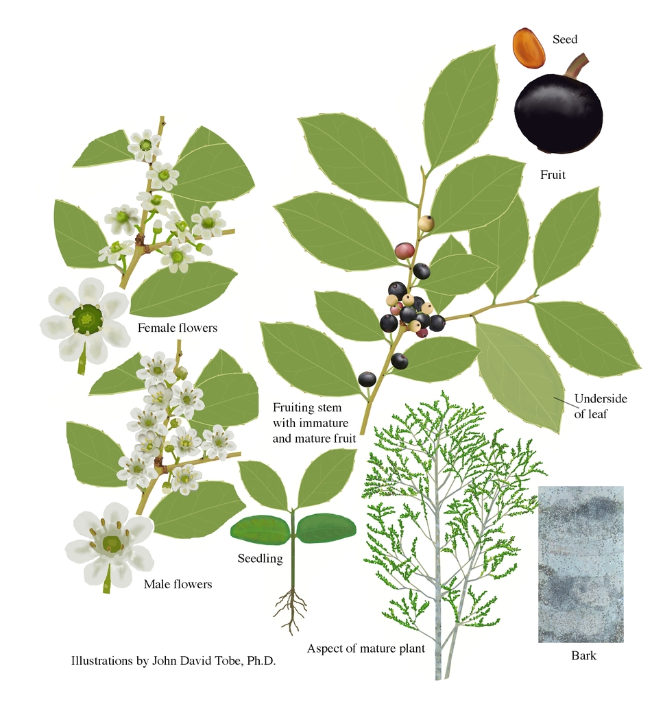Color illustrations of the technical details of this species.