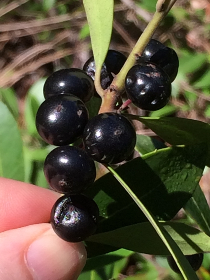 Fruit