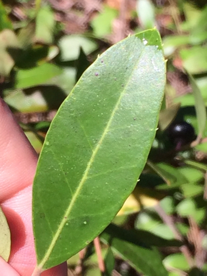 Leaf closeup