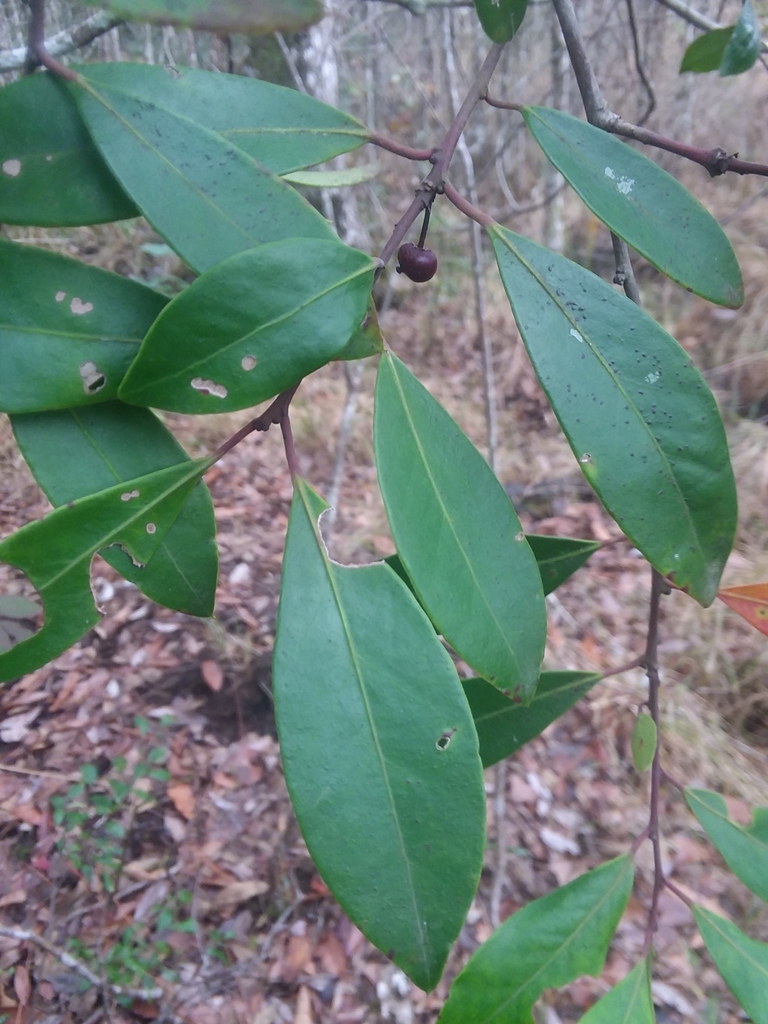Leaves