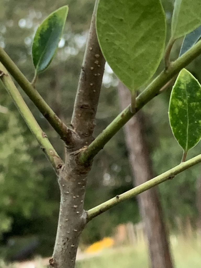 Stem