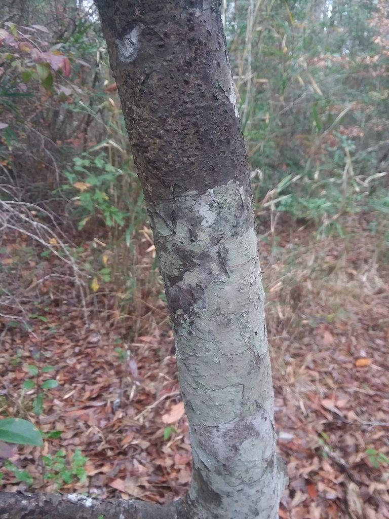 Trunk