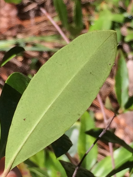 Underside of leaf