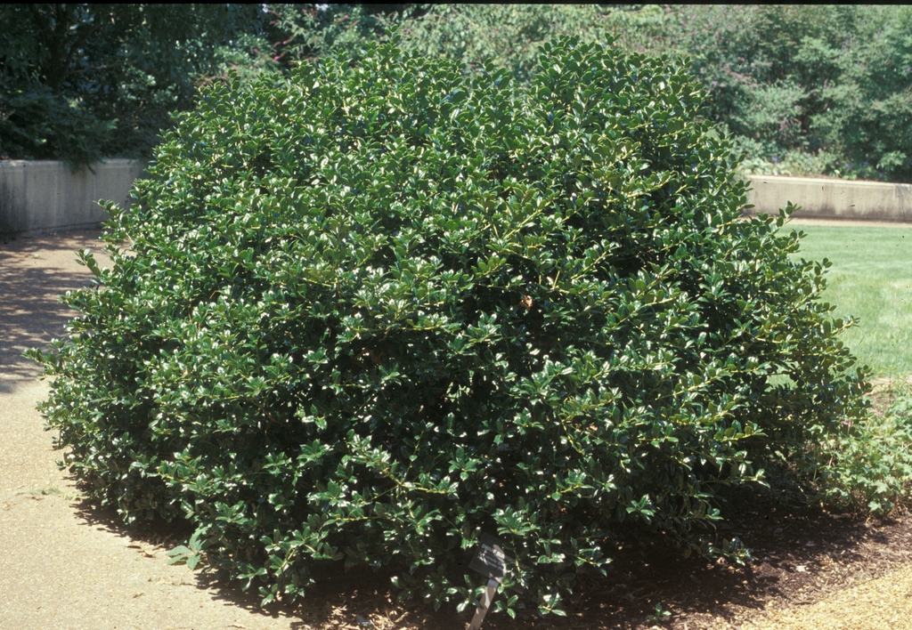 Ilex cornuta