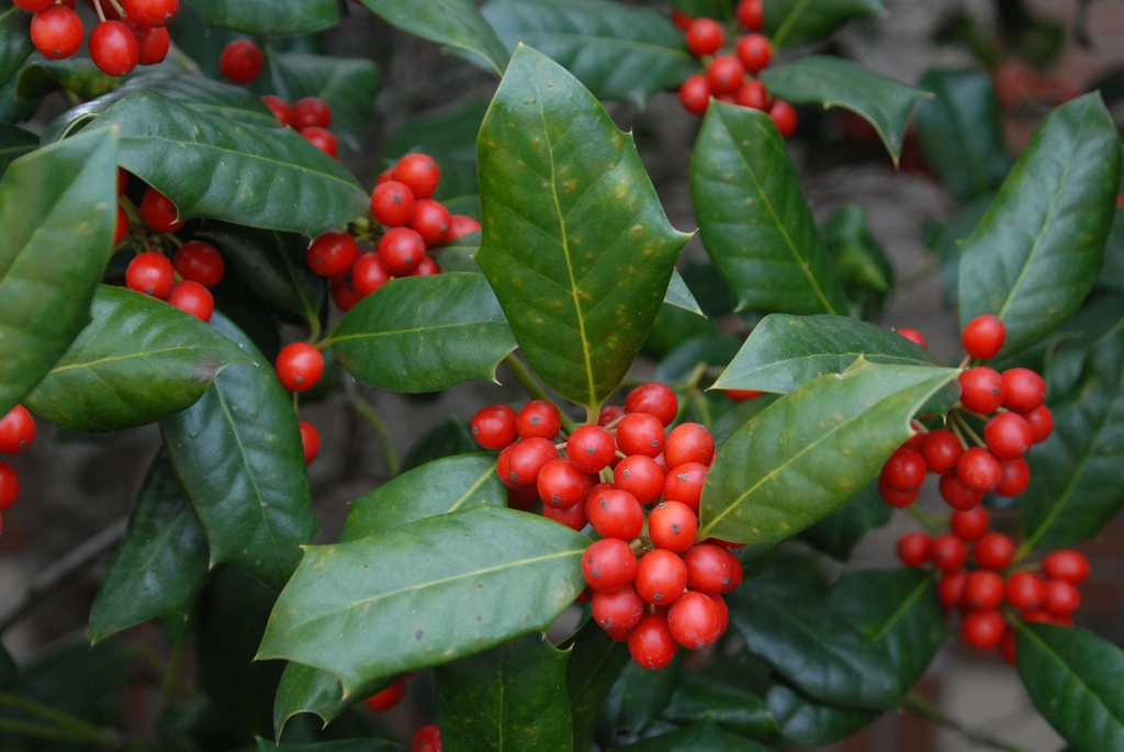 Ilex cornuta 'Burfordii'