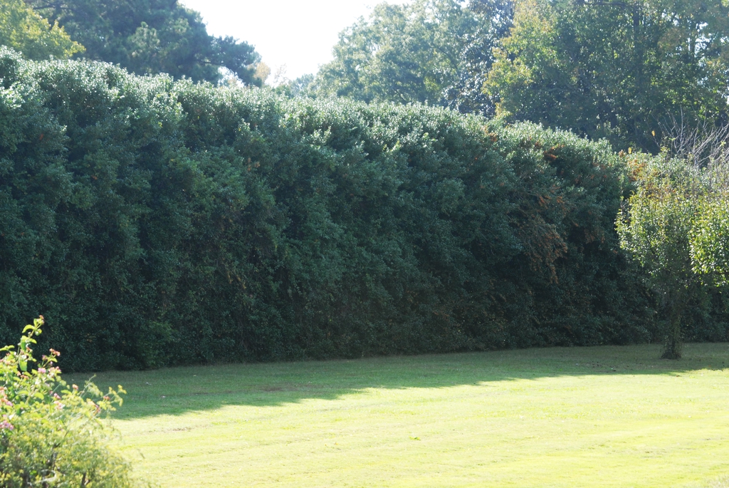 Ilex cornuta 'Burfordii'