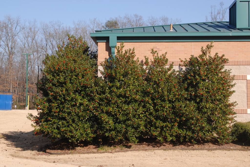 Ilex cornuta 'Burfordii'