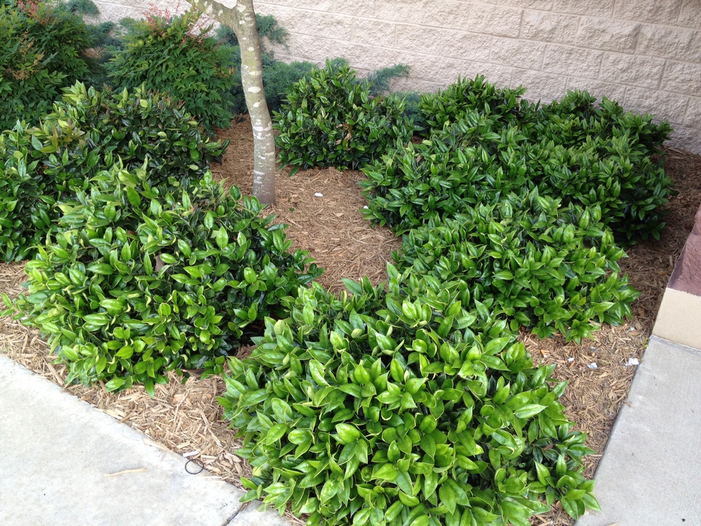 Ilex cornuta Carissa
