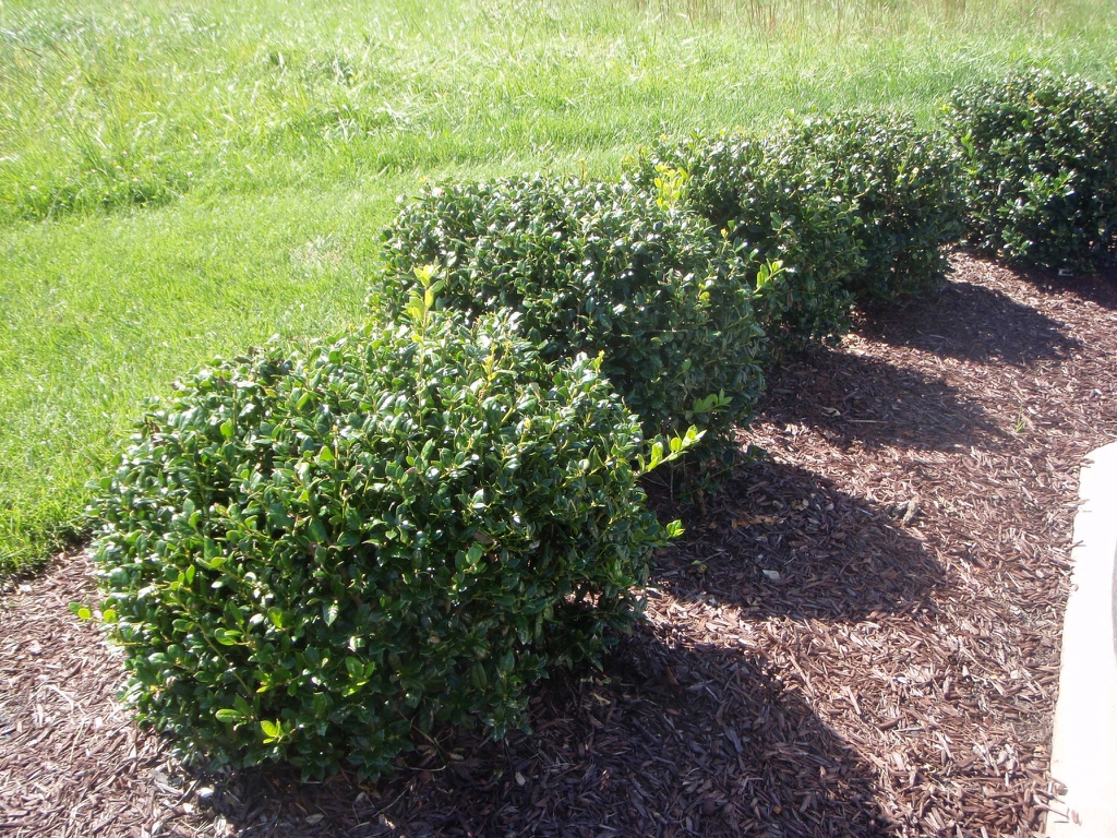 Hedge