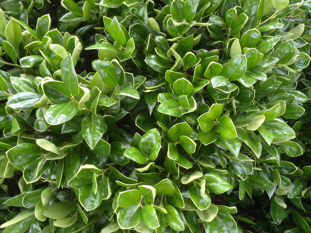Ilex cornuta