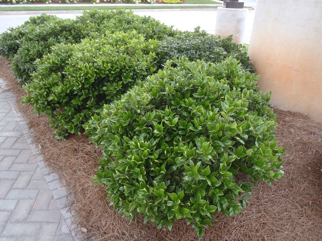 Ilex cornuta
