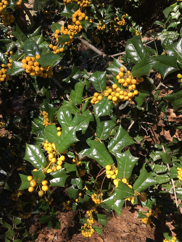 Holly branches with yellow fruits.