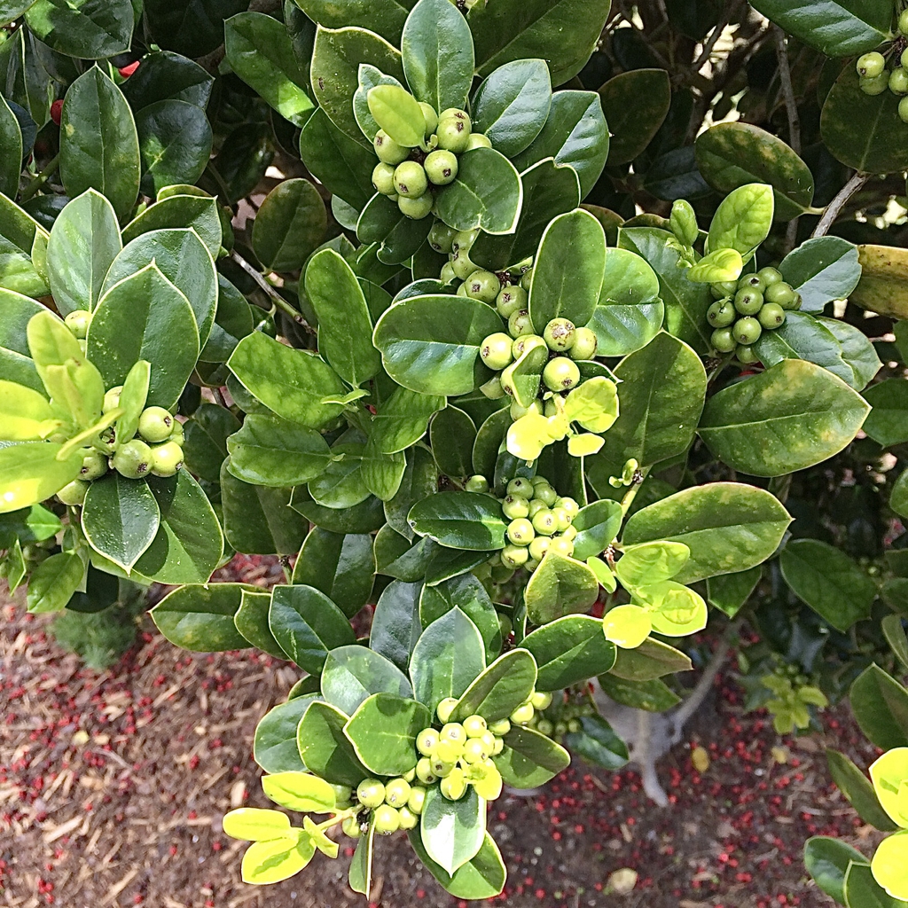 new green berries and leaves, spring, Durham County, NC