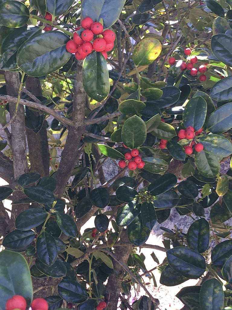 Closeup of red berries and leaves, early spring, Durham County
