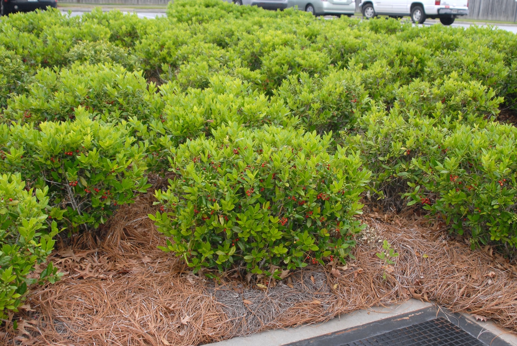 Ilex cornuta