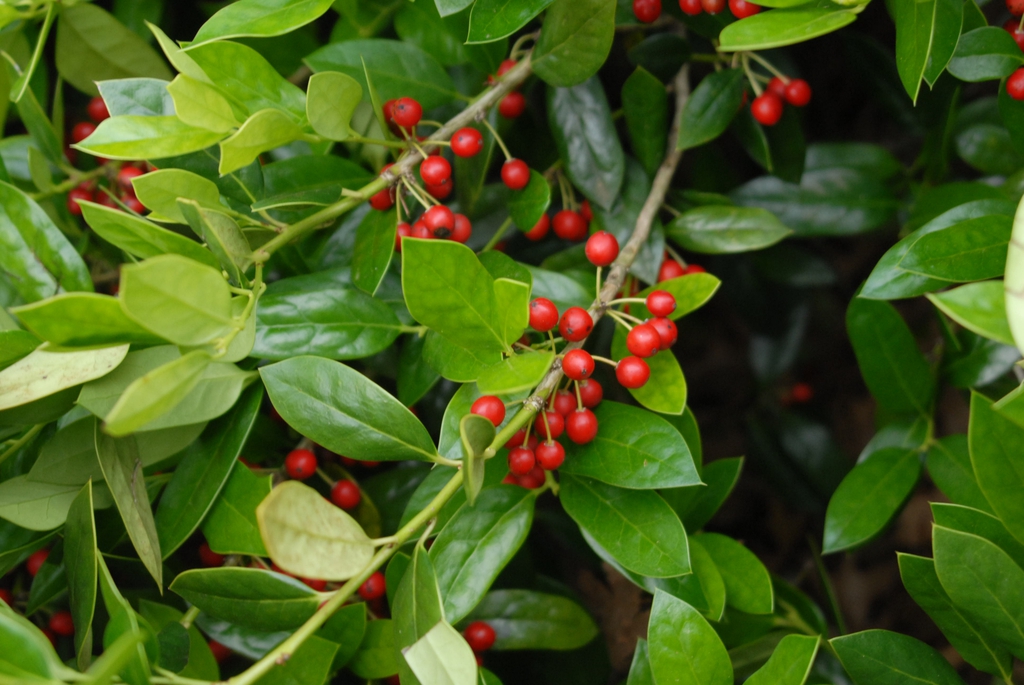 Ilex cornuta