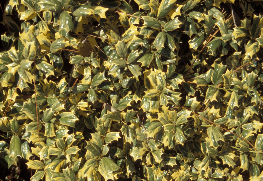 Ilex cornuta 'OSpring' Leaves