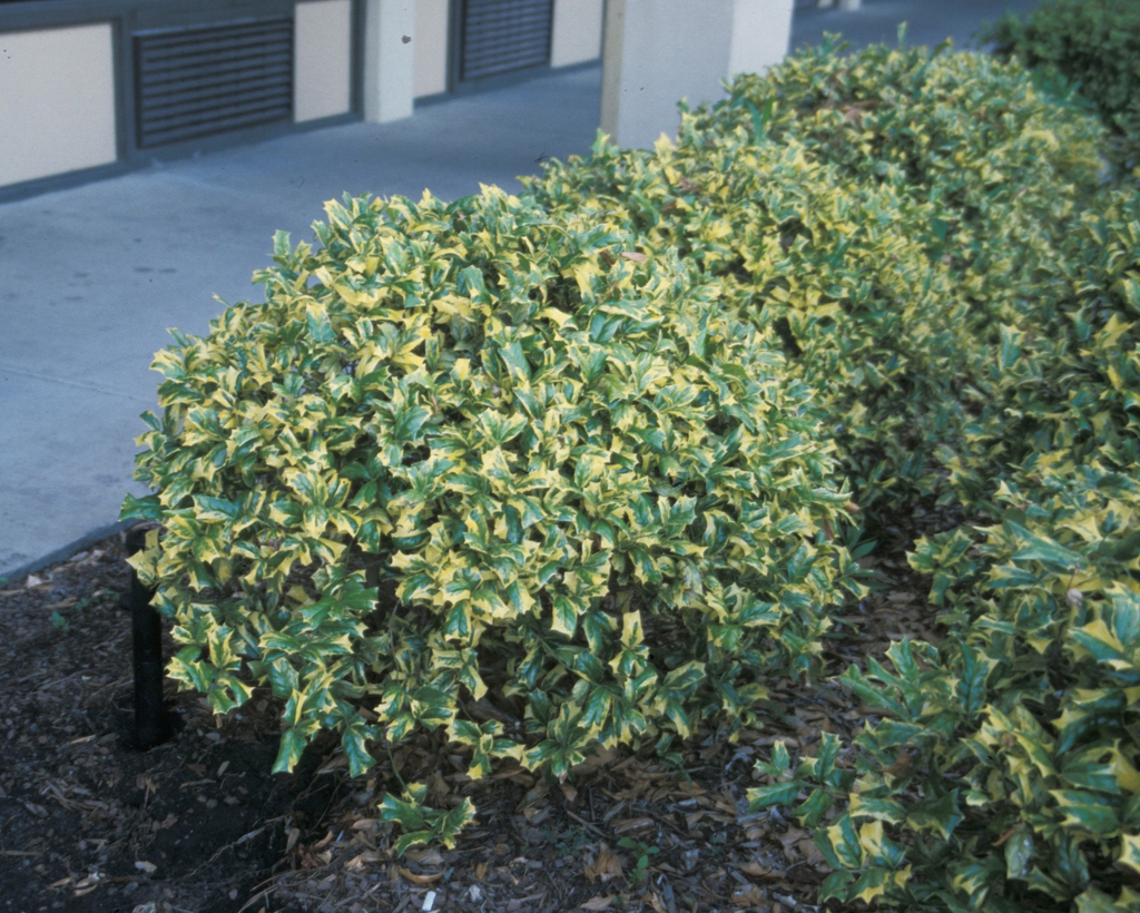 Ilex cornuta
