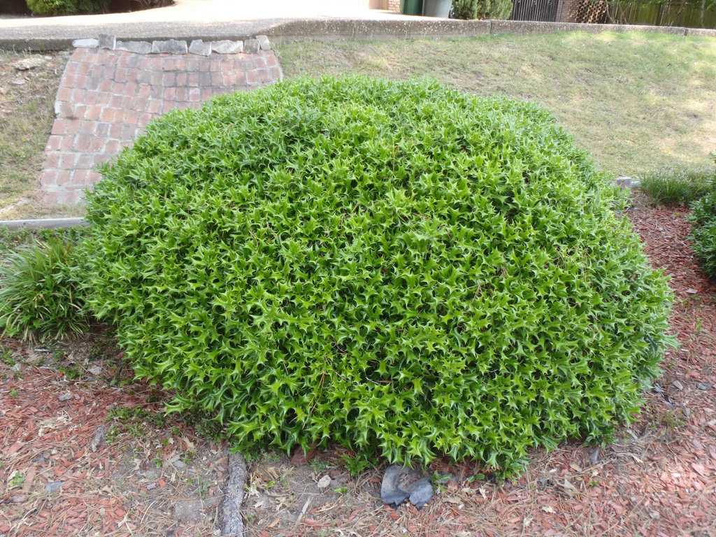 Ilex cornuta Rotunda