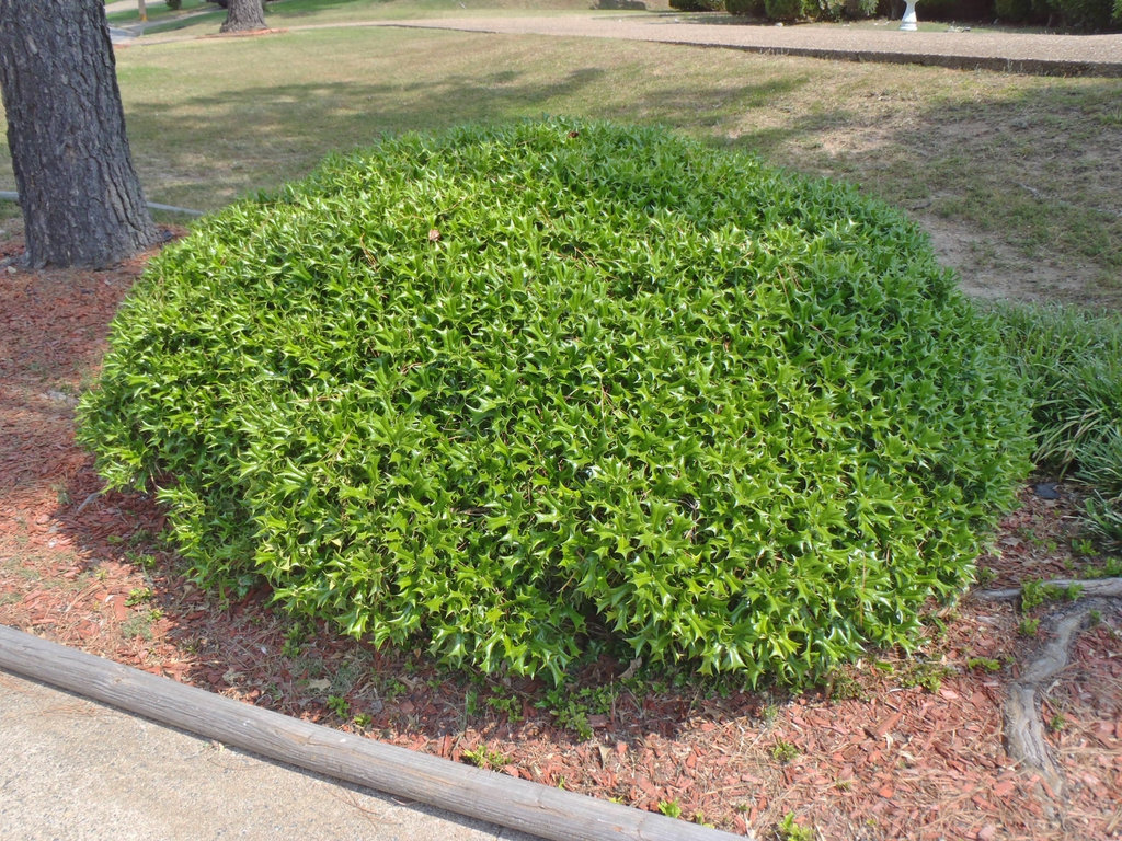 Ilex cornuta